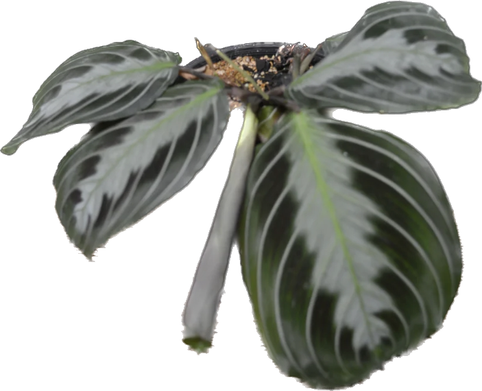Maranta leuconeura massangeana