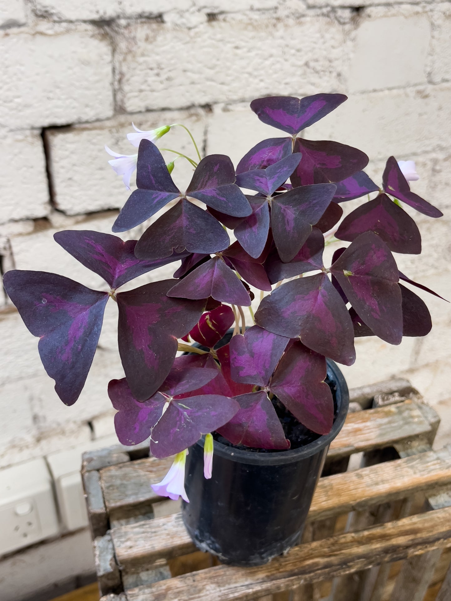Oxalis triangularis