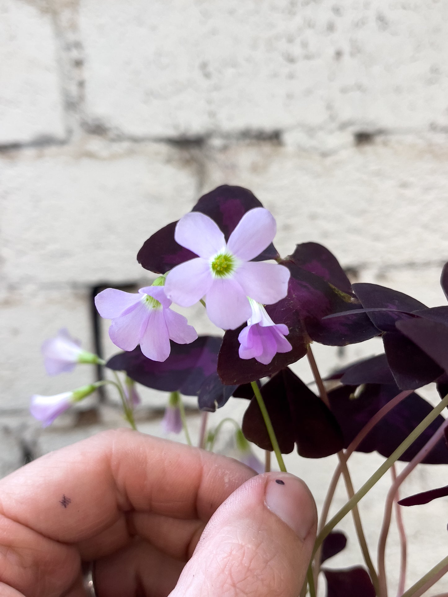 Oxalis triangularis