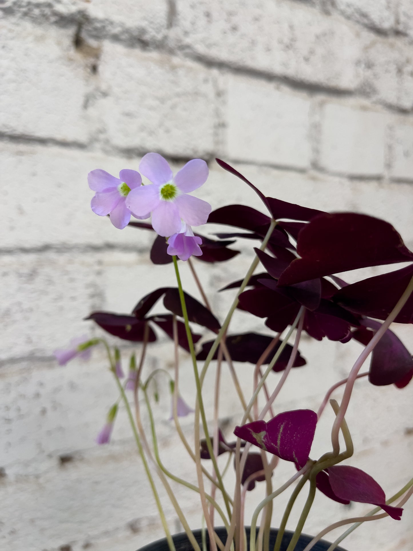 Oxalis triangularis