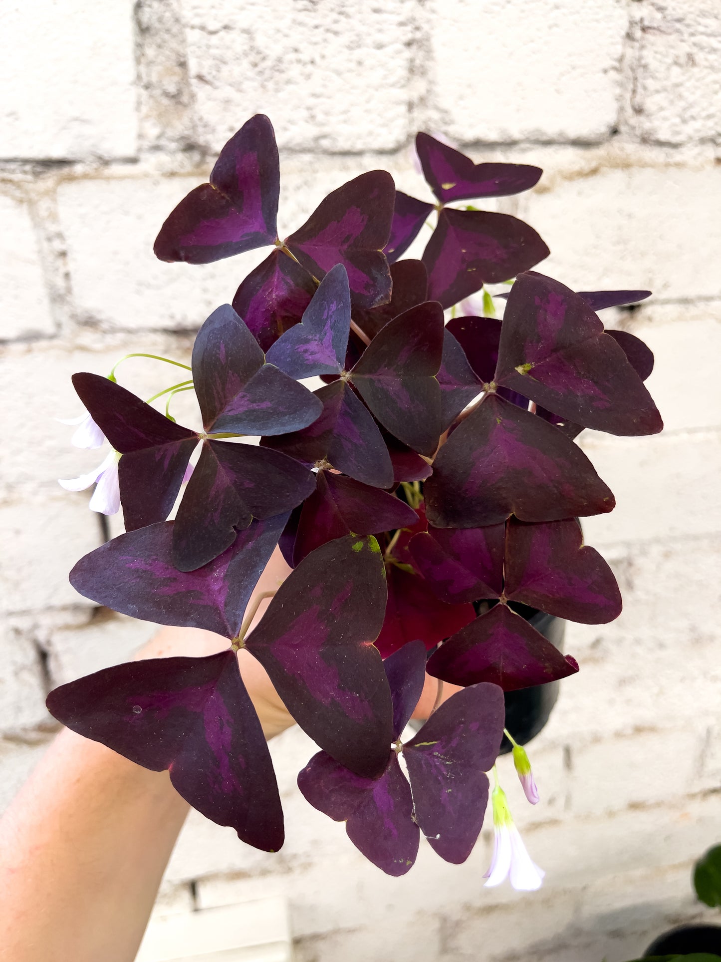 Oxalis triangularis