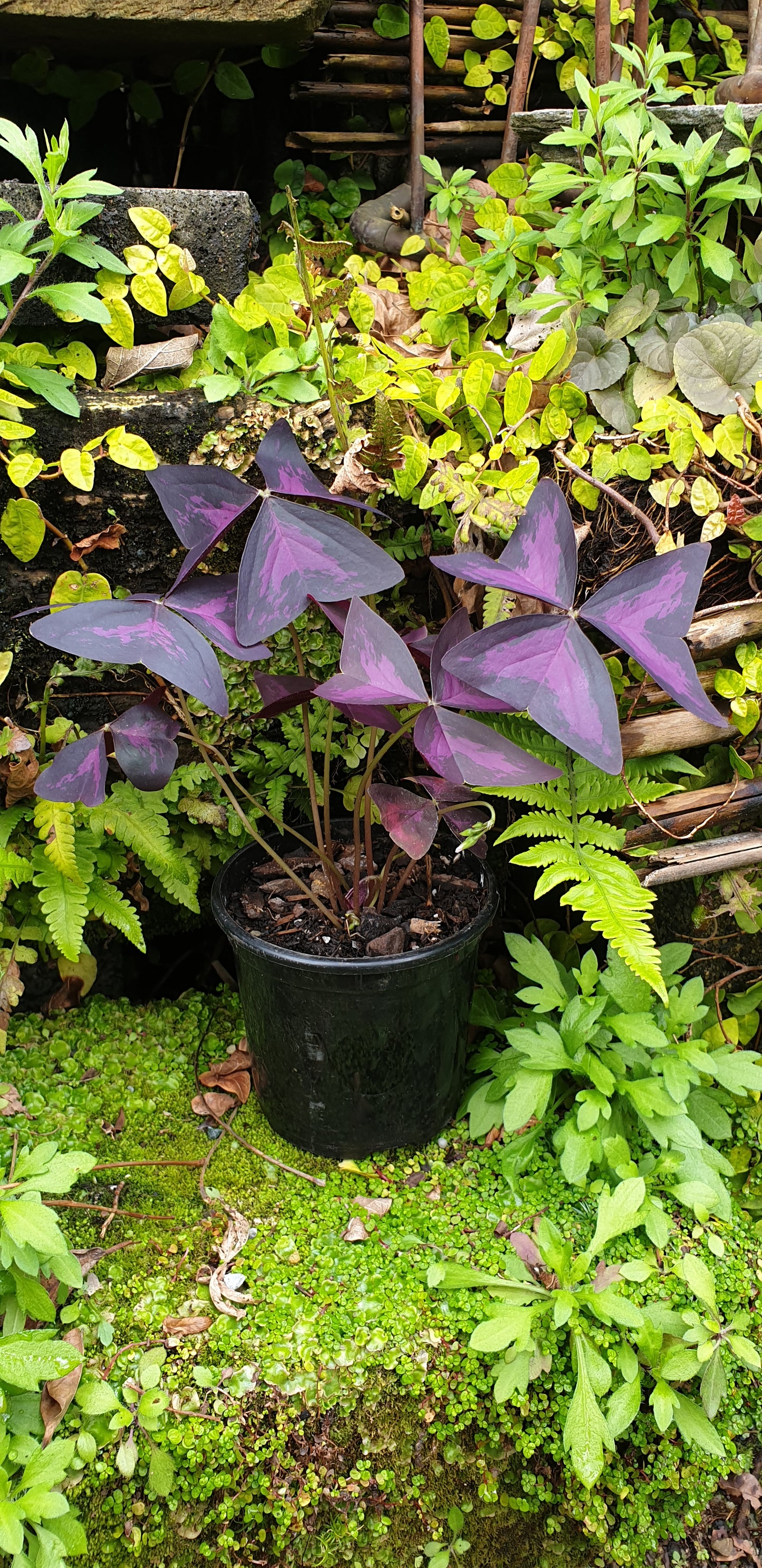 Oxalis triangularis