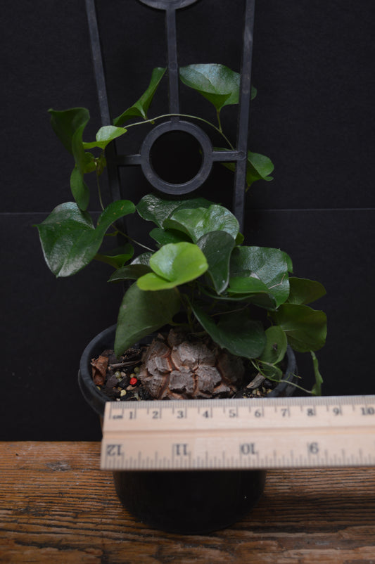 Elephants foot (Dioscorea elephantipes)