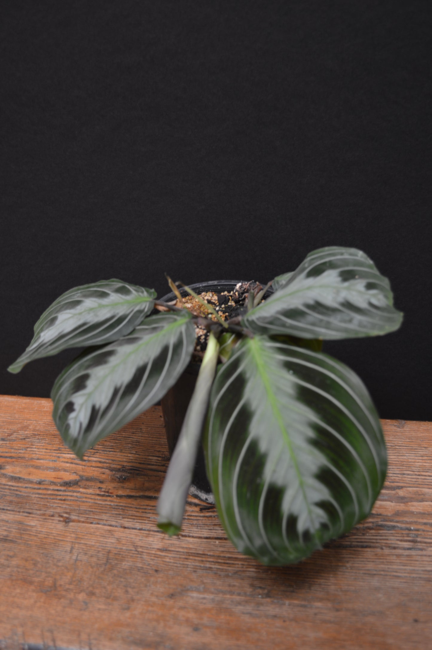 Maranta leuconeura massangeana