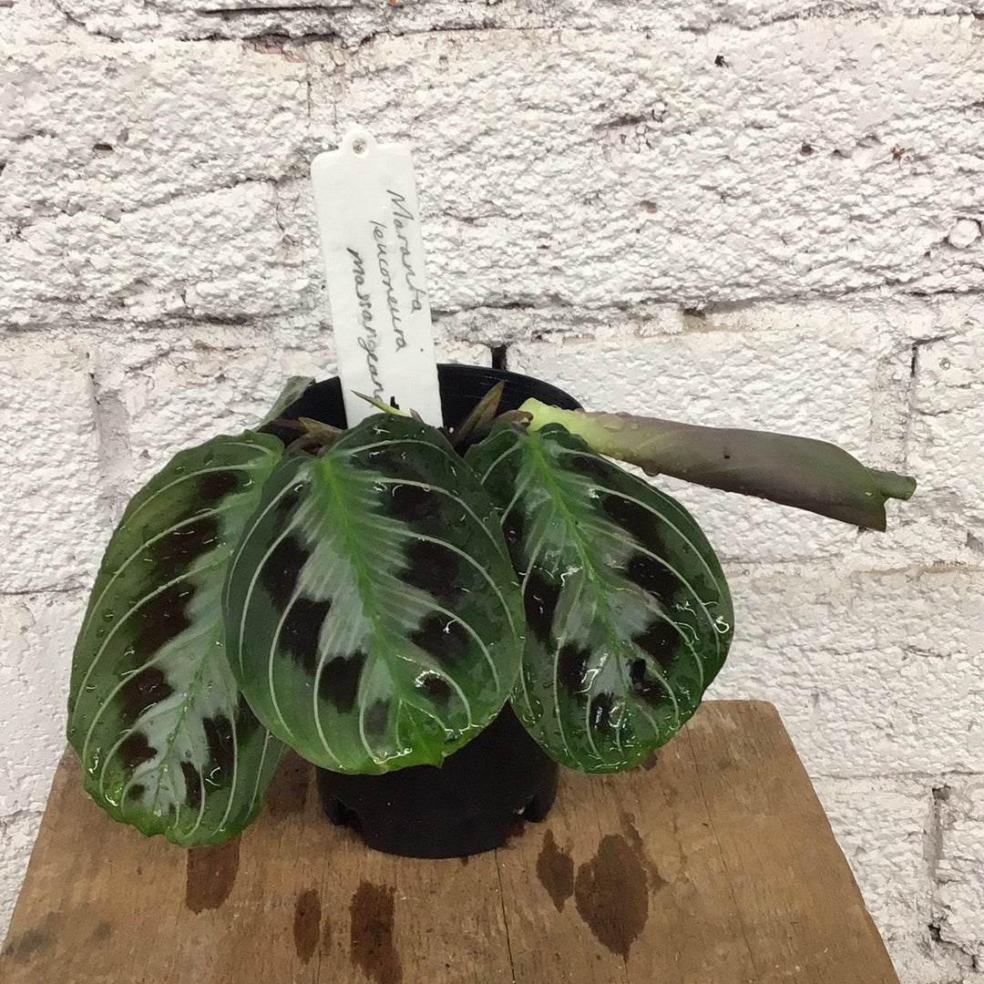 Maranta leuconeura massangeana
