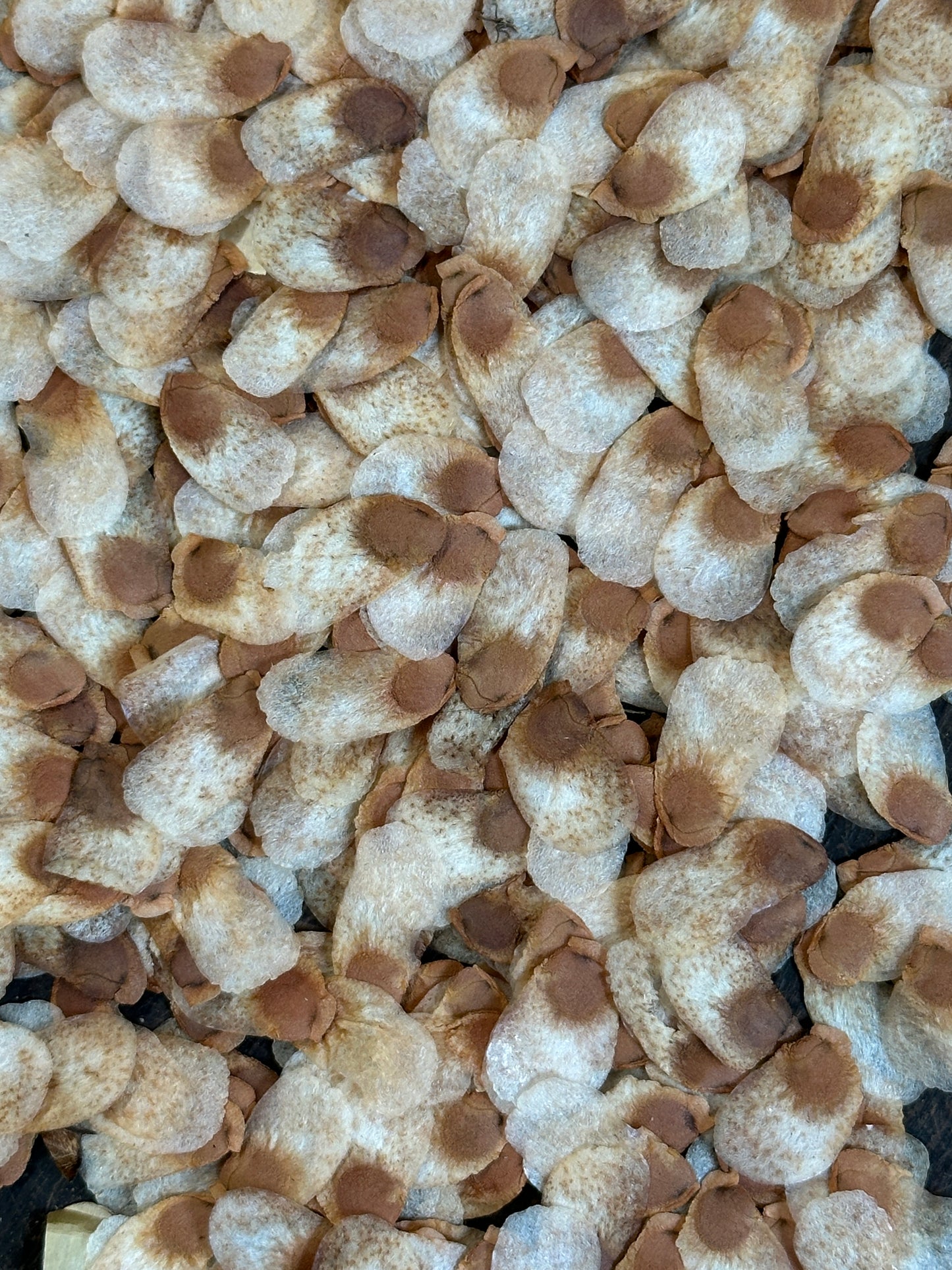 Elephants foot (Dioscorea elephantipes)