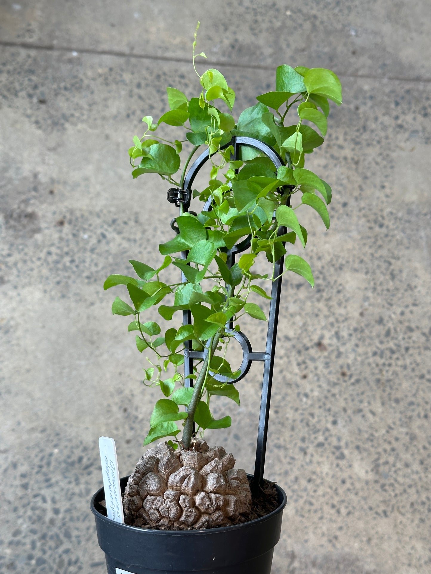 Elephants foot (Dioscorea elephantipes)