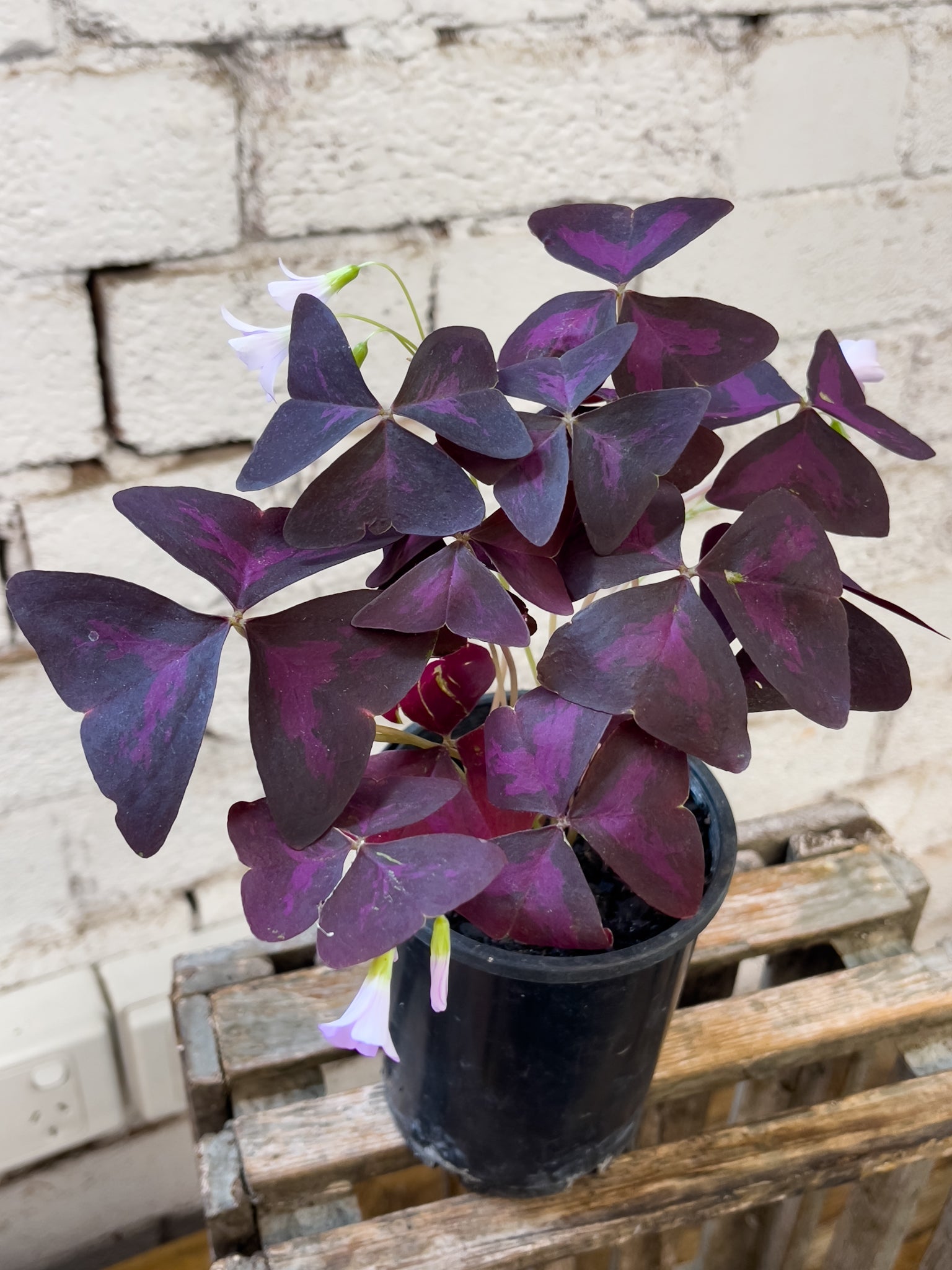 indoor oxalis plant Oxalis triangularis – Fitzroy Nursery